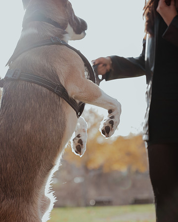 falldoggo-029